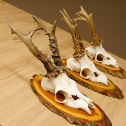 3 Stück Rehgeweihe auf Baumscheiben Rehbock Reh Bock Geweihe 22.1142