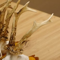 3 Stück Rehgeweihe auf Baumscheiben Rehbock Reh Bock Geweihe 22.1142