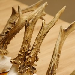 3 Stück Rehgeweihe auf Baumscheiben Rehbock Reh Bock Geweihe 22.1142