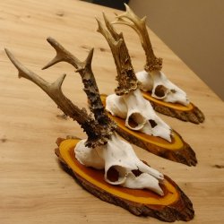 3 Stück Rehgeweihe auf Baumscheiben Rehbock Reh Bock Geweihe 22.1142