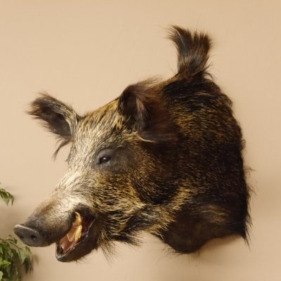 Wildschwein Europäisches Keiler Sus scrofa Keilerkopf Höhe 60 cm Kopf Tierpräparat Präparat Trophäe 34.1.53