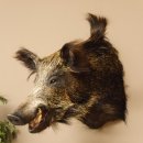 Wildschwein Europ&auml;isches Keiler Sus scrofa Keilerkopf H&ouml;he 60 cm Kopf Tierpr&auml;parat Pr&auml;parat Troph&auml;e 34.1.53