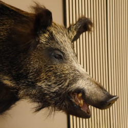 Wildschwein Europäisches Keiler Sus scrofa Keilerkopf Höhe 60 cm Kopf Tierpräparat Präparat Trophäe 34.1.53