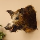 Wildschwein Europ&auml;isches Keiler Sus scrofa Keilerkopf H&ouml;he 52 cm Kopf Tierpr&auml;parat Pr&auml;parat Troph&auml;e 34.1.51