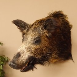 Wildschwein Europäisches Keiler Sus scrofa Keilerkopf Höhe 52 cm Kopf Tierpräparat Präparat Trophäe 34.1.51