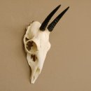 Bleichb&ouml;ckchen ORIBI Antilope Sch&auml;deltroph&auml;e HL 8 cm Afrika Jagdtroph&auml;e 88.14.17