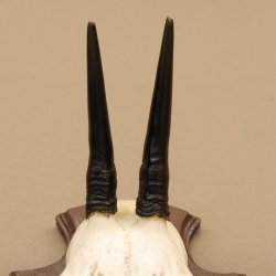 Duiker Ducker Antilope Schädeltrophäe HL 9,5 cm Afrika Jagdtrophäe Trophäenschild 88.14.19