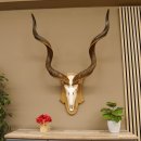 Kudu Antilope Sch&auml;deltroph&auml;e Afrika Troph&auml;e Hornl&auml;nge: 127 cm mit Troph&auml;enschild 88.2.53