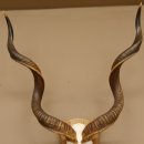 Kudu Antilope Sch&auml;deltroph&auml;e Afrika Troph&auml;e Hornl&auml;nge: 127 cm mit Troph&auml;enschild 88.2.53