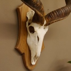 Kudu Antilope Schädeltrophäe Afrika Trophäe Hornlänge: 127 cm mit Trophäenschild 88.2.53