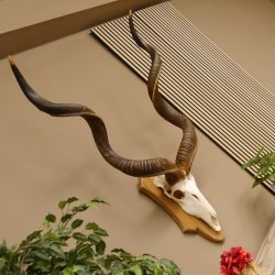 Kudu Antilope Schädeltrophäe Afrika Trophäe Hornlänge: 127 cm mit Trophäenschild 88.2.53