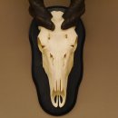 Eland Sch&auml;deltroph&auml;e H&ouml;he 108 cm Hornl&auml;nge 91 cm Antilope Afrika auf Troph&auml;enschild