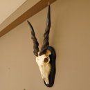 Eland Sch&auml;deltroph&auml;e H&ouml;he 108 cm Hornl&auml;nge 91 cm Antilope Afrika auf Troph&auml;enschild