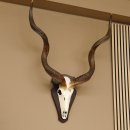 Kudu Antilope Sch&auml;deltroph&auml;e Afrika Troph&auml;e Hornl&auml;nge: 117 cm mit Troph&auml;enschild 88.2.52