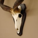 Kudu Antilope Sch&auml;deltroph&auml;e Afrika Troph&auml;e Hornl&auml;nge: 117 cm mit Troph&auml;enschild 88.2.52