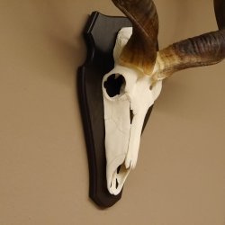 Kudu Antilope Schädeltrophäe Afrika Trophäe Hornlänge: 117 cm mit Trophäenschild 88.2.52
