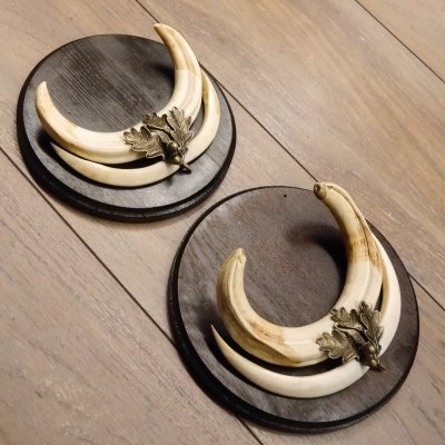 Warzenschwein Waffen 2er Set Hauer max. 12-17 cm Keiler Gewaff Afrika Trophäen Schilder
