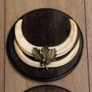 Warzenschwein Waffen 2er Set Hauer max. 12-17 cm Keiler Gewaff Afrika Trophäen Schilder