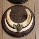 Warzenschwein Waffen 2er Set Hauer max. 12-17 cm Keiler Gewaff Afrika Trophäen Schilder