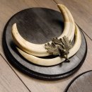 Warzenschwein Waffen 2er Set Hauer max. 12-17 cm Keiler Gewaff Afrika Trophäen Schilder