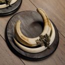 Warzenschwein Waffen 2er Set Hauer max. 12-17 cm Keiler Gewaff Afrika Trophäen Schilder