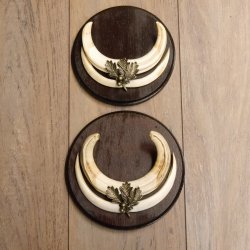 Warzenschwein Waffen 2er Set Hauer max. 12-17 cm Keiler Gewaff Afrika Trophäen Schilder