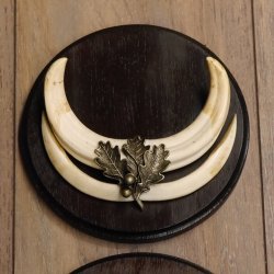 Warzenschwein Waffen 2er Set Hauer max. 12-17 cm Keiler Gewaff Afrika Trophäen Schilder