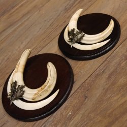 Warzenschwein Waffen 2er Set Hauer max. 12-17 cm Keiler Gewaff Afrika Trophäen Schilder