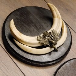 Warzenschwein Waffen 2er Set Hauer max. 12-17 cm Keiler Gewaff Afrika Trophäen Schilder