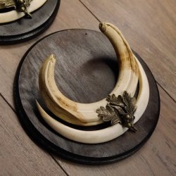 Warzenschwein Waffen 2er Set Hauer max. 12-17 cm Keiler Gewaff Afrika Trophäen Schilder
