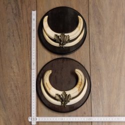 Warzenschwein Waffen 2er Set Hauer max. 12-17 cm Keiler Gewaff Afrika Trophäen Schilder
