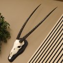 Oryx (Oryx gazella) Antilope Hornl&auml;nge 84 cm Spie&szlig;bock Afrika Sch&auml;deltroph&auml;e Troph&auml;enschild H&ouml;rner fest