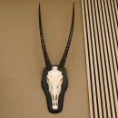 Órix (Oryx gazella) Antílope Longitud del cuerno 84 cm Macho África Trofeo de cráneo Tarjeta de trofeo Cuernos fijos