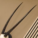 Órix (Oryx gazella) Antílope Longitud del cuerno 84 cm Macho África Trofeo de cráneo Tarjeta de trofeo Cuernos fijos