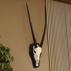 Oryx (Oryx gazella) Antilope Hornlänge 84 cm Spießbock Afrika Schädeltrophäe Trophäenschild Hörner fest