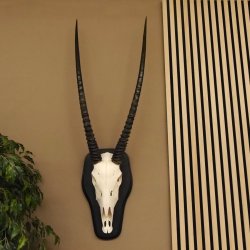 Órix (Oryx gazella) Antílope Longitud del cuerno 84 cm Macho África Trofeo de cráneo Tarjeta de trofeo Cuernos fijos