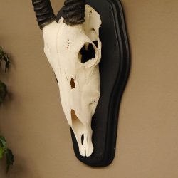 Órix (Oryx gazella) Antílope Longitud del cuerno 84 cm Macho África Trofeo de cráneo Tarjeta de trofeo Cuernos fijos