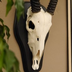 Órix (Oryx gazella) Antílope Longitud del cuerno 84 cm Macho África Trofeo de cráneo Tarjeta de trofeo Cuernos fijos