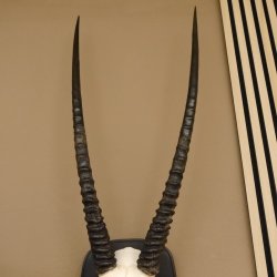 Órix (Oryx gazella) Antílope Longitud del cuerno 84 cm Macho África Trofeo de cráneo Tarjeta de trofeo Cuernos fijos
