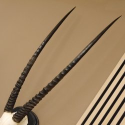 Órix (Oryx gazella) Antílope Longitud del cuerno 84 cm Macho África Trofeo de cráneo Tarjeta de trofeo Cuernos fijos