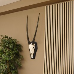 Órix (Oryx gazella) Antílope Longitud del cuerno 84 cm Macho África Trofeo de cráneo Tarjeta de trofeo Cuernos fijos