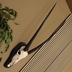 Órix (Oryx gazella) Antílope Longitud del cuerno 84 cm Macho África Trofeo de cráneo Tarjeta de trofeo Cuernos fijos