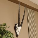 Oryx (Oryx gazella) Antilope Hornlänge 74+76 cm...