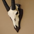 Oryx (Oryx gazella) Antilope Hornl&auml;nge 74+76 cm Spie&szlig;bock Afrika Sch&auml;deltroph&auml;e Troph&auml;enschild H&ouml;rner fest Bulle