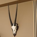 Oryx (Oryx gazella) Antilope Hornl&auml;nge 74+76 cm Spie&szlig;bock Afrika Sch&auml;deltroph&auml;e Troph&auml;enschild H&ouml;rner fest Bulle
