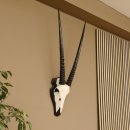 Oryx (Oryx gazella) Antilope Hornlänge 70 cm...