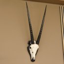 Oryx (Oryx gazella) Antilope Hornl&auml;nge 70 cm Spie&szlig;bock Afrika Sch&auml;deltroph&auml;e Troph&auml;enschild H&ouml;rner fest
