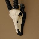 Oryx (Oryx gazella) Antilope Hornl&auml;nge 70 cm Spie&szlig;bock Afrika Sch&auml;deltroph&auml;e Troph&auml;enschild H&ouml;rner fest