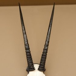 Oryx (Oryx gazella) Antilope Hornlänge 70 cm Spießbock Afrika Schädeltrophäe Trophäenschild Hörner fest