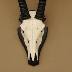 Oryx (Oryx gazella) Antilope Hornlänge 70 cm Spießbock Afrika Schädeltrophäe Trophäenschild Hörner fest